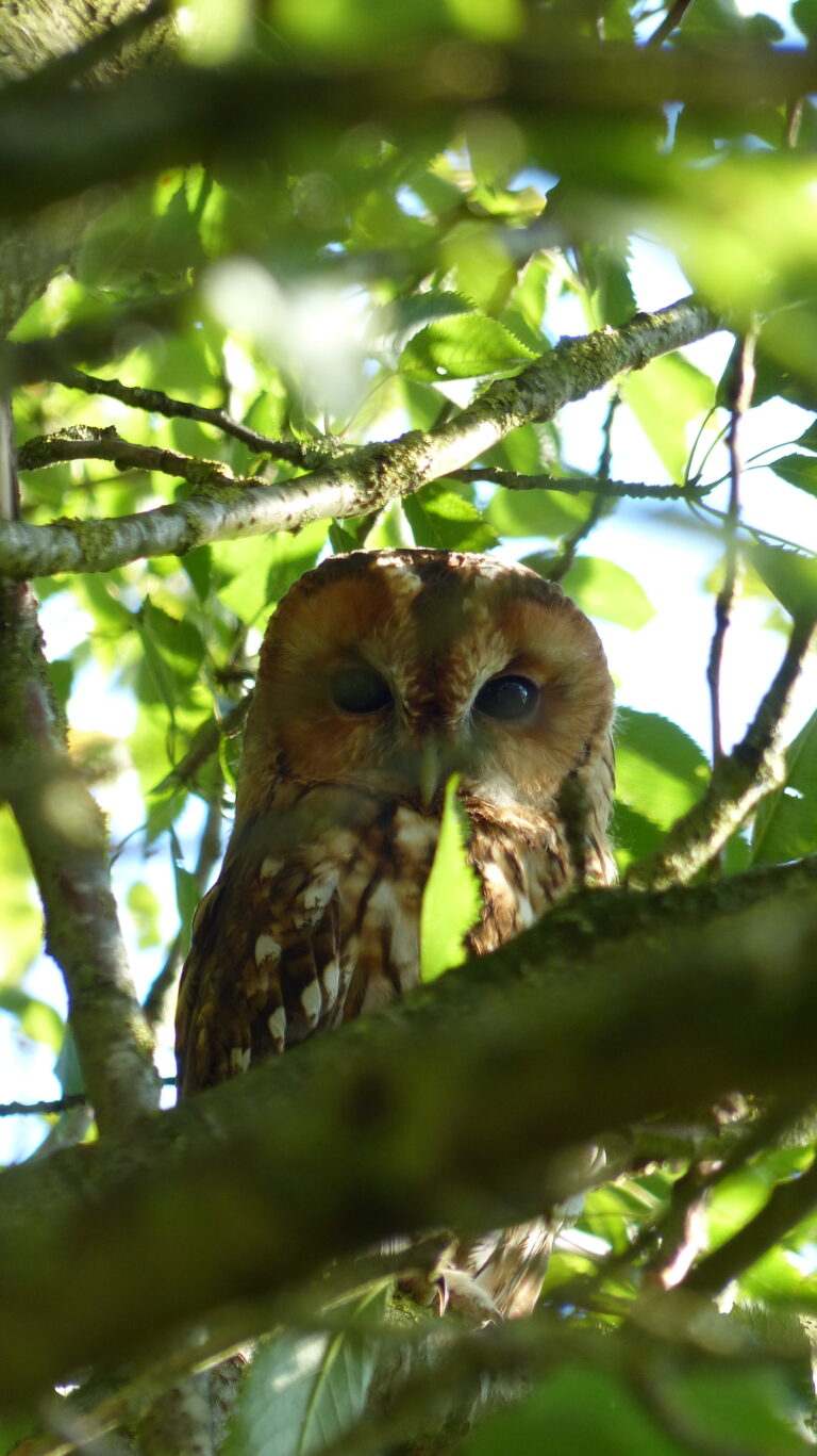 Tawny Owl looking throught the branches of a tree